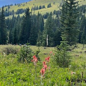 Meet your Posher, Brady